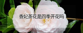 香妃茶花是四季开花吗,第1图