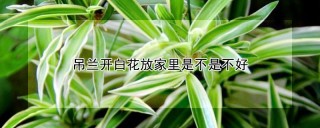 吊兰开白花放家里是不是不好,第1图