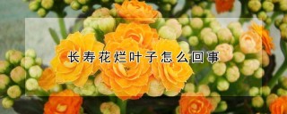 长寿花烂叶子怎么回事,第1图