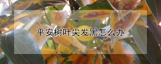 平安树叶尖发黑怎么办,第1图