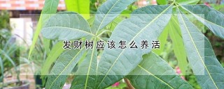 发财树应该怎么养活,第1图