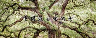 中国最古老的树,第1图