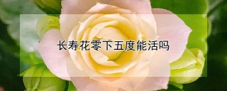 长寿花零下五度能活吗,第1图