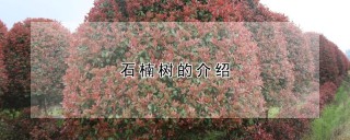 石楠树的介绍,第1图