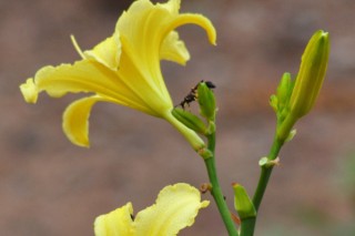 百合花冬季怎么养殖,第3图