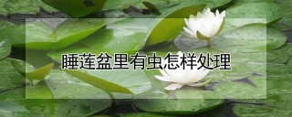 睡莲盆里有虫怎样处理,第1图