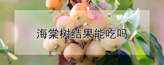 海棠树结果能吃吗,第1图