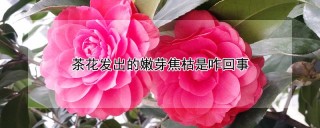 茶花发出的嫩芽焦枯是咋回事,第1图