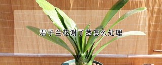 君子兰花谢了茎怎么处理,第1图