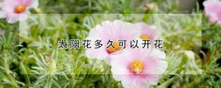 太阳花多久可以开花,第1图