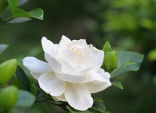 栀子花浇什么水好，栀子花多久浇一次水,第7图