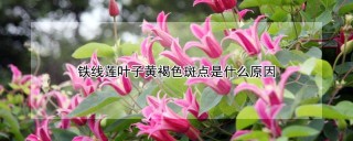 铁线莲叶子黄褐色斑点是什么原因,第1图