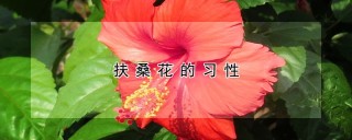 扶桑花的习性,第1图