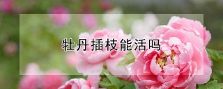 牡丹插枝能活吗,第1图