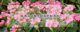 长寿花花期怎样施肥和浇水,第1图