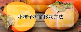 小柿子树苗移栽方法,第1图