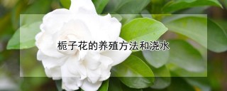 栀子花的养殖方法和浇水,第1图