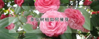 茶花树桩如何催芽,第1图