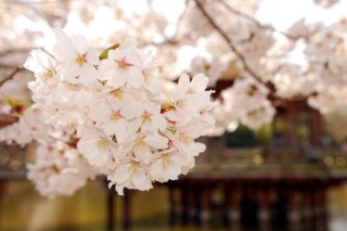 樱花树需要剪枝吗，建议在开春时期进行修剪,第1图