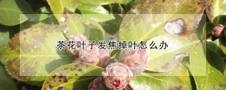 茶花叶子发焦掉叶怎么办,第1图