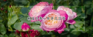 粉龙月季一年开几次花,第1图