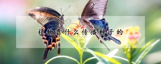 植物靠什么传播种子的,第1图