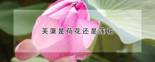 芙蕖是荷花还是莲花,第1图