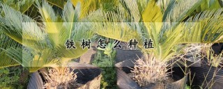 铁树怎么种植,第1图