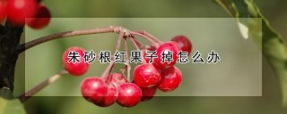 朱砂根红果子掉怎么办,第1图