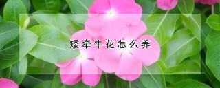 矮牵牛花怎么养,第1图