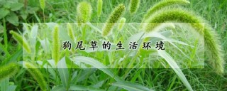 狗尾草的生活环境,第1图