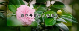 茶花开花多久就谢了,第1图