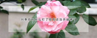 月季花为什么打了花苞还没开就蔫了,第1图