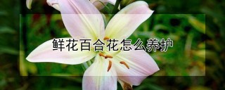 鲜花百合花怎么养护,第1图