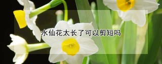 水仙花太长了可以剪短吗,第1图