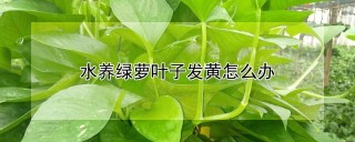 水养绿萝叶子发黄怎么办,第1图