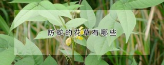 防蛇的花草有哪些,第1图