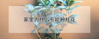 家里为什么不能种桂花,第1图