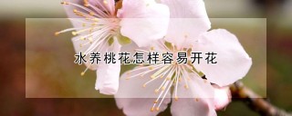 水养桃花怎样容易开花,第1图