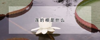 莲的根是什么,第1图