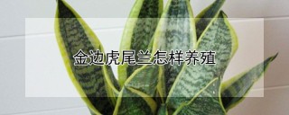 金边虎尾兰怎样养殖,第1图