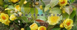 茶花树叶变铁锈色怎么办,第1图