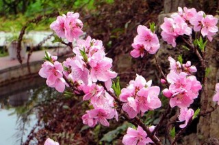 桃花盆景的养护要点，5步即可养好桃花盆景,第1图