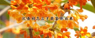 沉香桂怎么才能鉴别出来,第1图