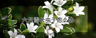 六月雪长虫子怎么办,第1图