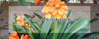 君子兰一叶苗快速生长秘诀,第1图