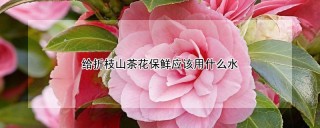 给折枝山茶花保鲜应该用什么水,第1图