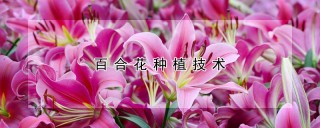 百合花种植技术,第1图