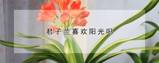 君子兰喜欢阳光吗,第1图