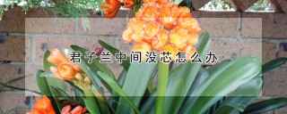 君子兰中间没芯怎么办,第1图